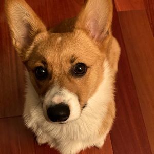 Meet your Posher, Posh